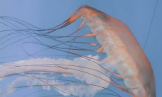 探索水母独特之美：一系列唯美文案短句的展现