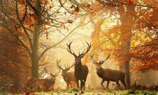 喜迎周末的乐句收藏家