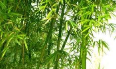 生长在亚洲的神奇植物——竹子，它高耸的身姿、坚韧的干杆、优美的枝叶与轻盈的姿态，一同构成了一幅自然之美的画卷，惊艳世界的实则蕴藏着无穷的道理和精神