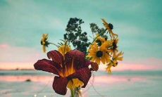 一种在午后发送给亲友的问候短信