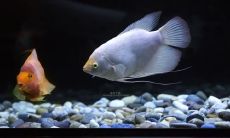 观察鱼儿欢跃的心情愉悦的表达方式