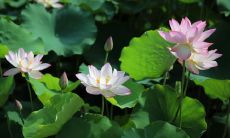 七月的优美句子：浪漫、感性、温馨和动情的文字表达