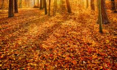 The Importance of Developing Proficient English Language Skills and Strategically Utilizing Compelling Slogans as Effective Marketing Tools for Businesses and Brands