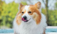 用生动的句子表现快乐和悲伤 - 无论是欢笑还是沉痛，感情鲜活动人的描述