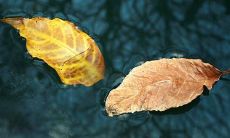 迷人的唯美句子，描述着缘分的神奇力量和美丽意义