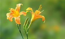 探讨感恩的哲学信条：如何以感恩的心态塑造美好人生？