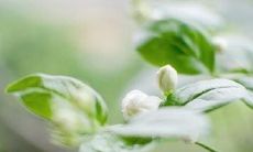 表示精神不宁且心绪纷乱的字句