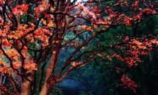 沉醉于绚烂春光的赏花体验——一组细腻感性的春日花卉心情句子