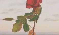 网易云音乐中那些令人心痛的热评句子：深度挖掘用户情感表达与音乐连接性