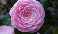 凝神描绘，写在内心深处：娓娓花语，堪称优美句子的精华！