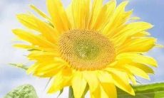 开始美好的一天：用唯美而简单的句子来分享早晨的心情