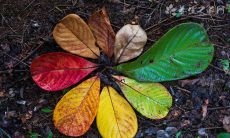 感恩自然：一份致敬大自然的句子合集