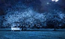 探究夜晚的魅力：令人陶醉的优美句子和富有想象力的描述