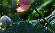 如何写出令人心静的句子？