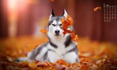 婚后悔的轻松有趣语句，逗笑不止！