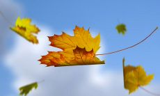 沉醉于秋思的优美语句：描绘秋色之美、思念之情和诗意人生的句子集锦