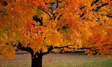 探索秋天迷人景色的欣赏之旅：用美丽词语描绘这个季节的自然魅力