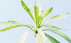 一堆让人开心的幽默句子，让你欢笑不止！