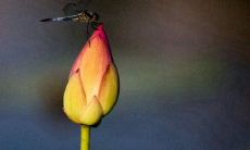 祝福语集锦：送给你们在初伏时节的美好祝福和最真挚的祝福语！