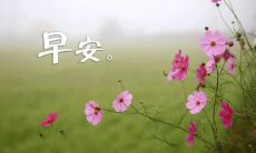 如何用温馨且简短的句子表达早上的问候？