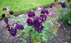 爱是一种无私的力量，唤起亲情之情的句子