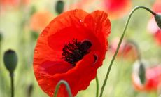 唯美的句子，表达亲情缘分之美妙