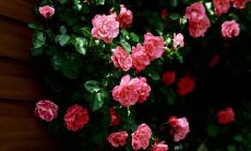 一篇收集了众多优美句子关于蔷薇美好的文章