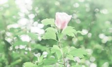 享受优美天气和平和的心态：畅享云淡风轻的瞬间短语