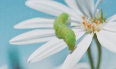 迎接唯美、清新且令人感动的八月句子与说说，令人心旷神怡！