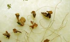 温馨的亲情牵挂：表达爱意的珍贵句子集锦