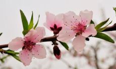 精心挑选的灵感渗透的春日激励话语，以振奋人心和提振情绪为目的