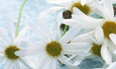 如何用语言表达愉悦和快乐的情感，让自己和他人感到开心和幸福？