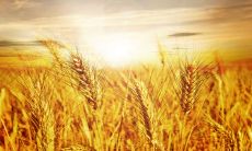 充实丰收季节的美妙的描述句子