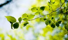 经过精选的养生问候短信，帮助您更健康地生活并远离疾病的辅助工具