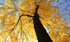 业务员日常客户问候短信：建立亲密关系的有效方式