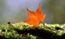 令人心痛的失落情怀——带着破碎的梦境的伤感句子