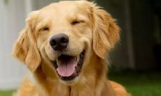 一系列令人愉悦的句子，带给你无尽的欢乐和幸福感！