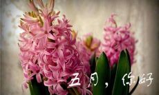 告别四月，迎接五月的问候句子