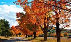 揭秘秋日景象：透过绮丽缤纷的落叶和绵延凝重的雾气，呈现出令人陶醉的壮美美景！