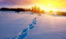 收集最美的赞美下雪天的文艺句子，饱览雪景之美！