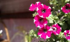 一组充满喜悦和愉悦的生动且细致的表达心情愉悦的句子