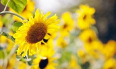 一些温暖的句子，可以帮助朋友情侣在吵架后化解矛盾，重修旧好