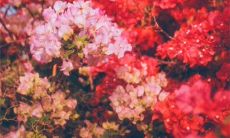 四句古诗庆祝立春之际，表达对春季的期盼和赞美