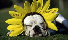 单身狗自嘲！520独守空房，一个人自得其乐的幽默段子大集结！