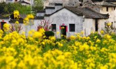 感受春天气息，眼观油菜花海，心中涌起一股温馨如诗的情感：一句贴切油菜花的文案句子