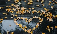 用诗句表达暗恋之情：献给心仪之人的浪漫诗行