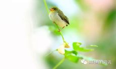 立夏高温问候短信