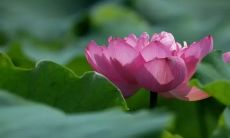 描写荷花的诗句 赞美荷花的诗句