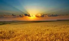 描写秋天的句子唯美 收获的季节