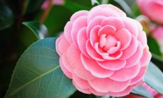 描写花唯美的句子